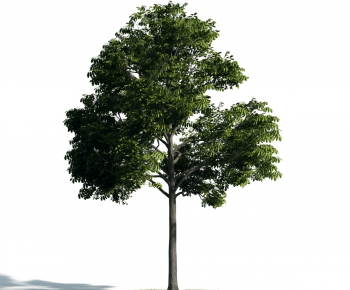 Modern Tree-ID:687478451