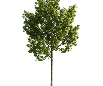 Modern Tree-ID:374252765