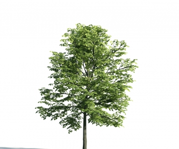 Modern Tree-ID:865062828