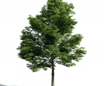 Modern Tree-ID:804122965