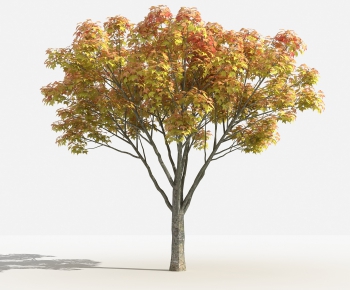 Modern Tree-ID:796342781