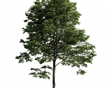 Modern Tree-ID:390077471