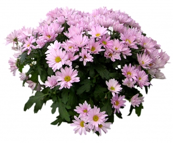 现代植物花卉-ID:634053497