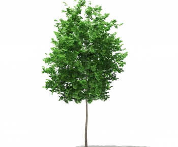 Modern Tree-ID:883924245