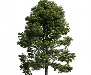 Modern Tree-ID:496614285