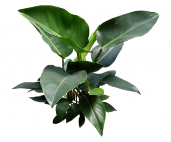 现代绿色植物-ID:551555935