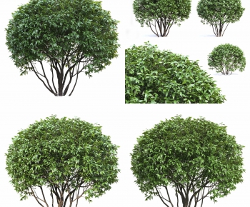 Modern Shrubbery-ID:576337777