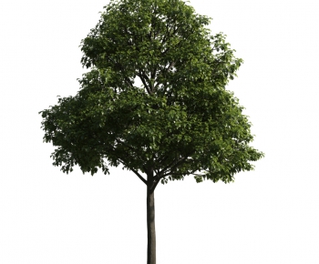 Modern Tree-ID:535720823