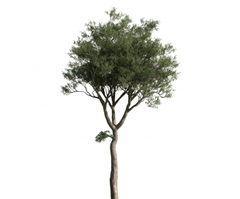 Modern Tree-ID:627076541