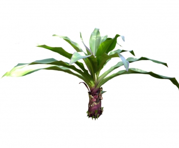 Modern Plant-ID:621336724
