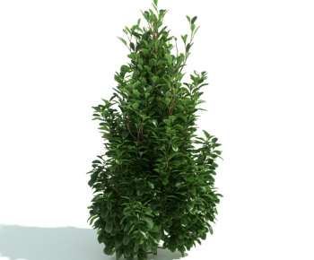 Modern Shrubbery-ID:743178454