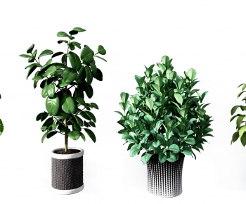 Modern Potted Green Plant-ID:812242149