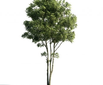 Modern Tree-ID:904996462