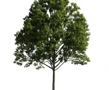 Modern Tree-ID:571293865