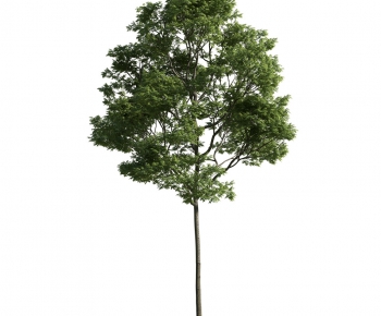 Modern Tree-ID:408555964