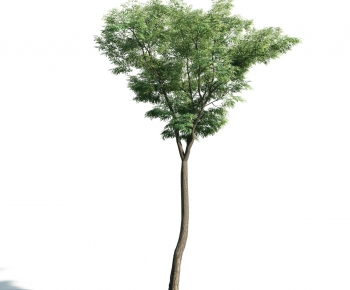 Modern Tree-ID:911421939