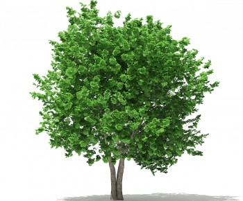 Modern Tree-ID:832830732