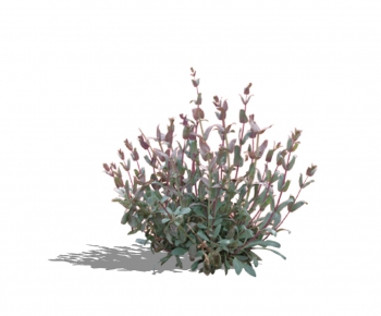 现代植物花卉-ID:979094724