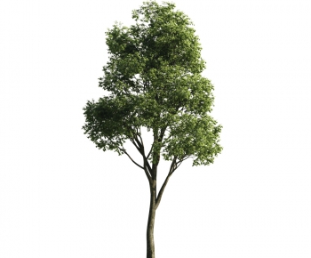 Modern Tree-ID:179762561