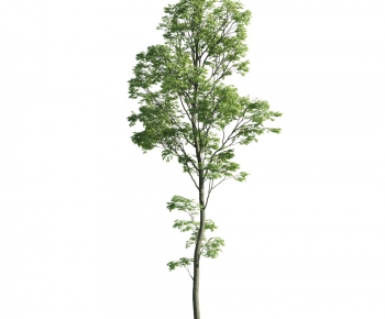 Modern Tree-ID:467294259