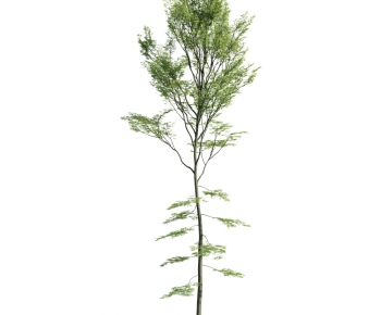 Modern Tree-ID:193412665