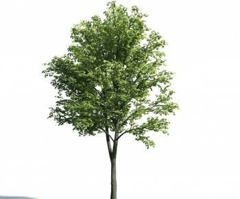 Modern Tree-ID:666380272