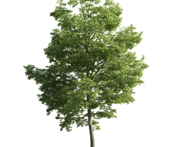 Modern Tree-ID:445157117