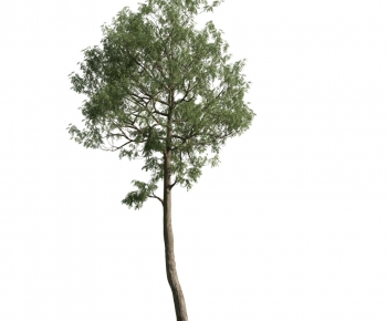 Modern Tree-ID:527915667