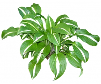 Modern Plant-ID:385118841