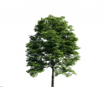 Modern Tree-ID:797740314