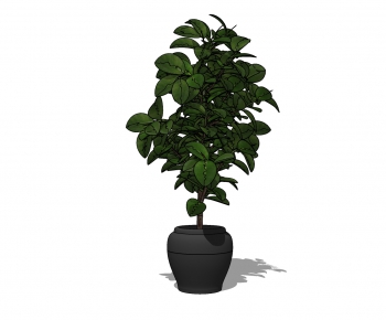 Modern Potted Green Plant-ID:279522454