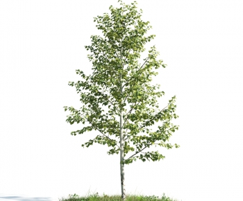 Modern Tree-ID:229321315