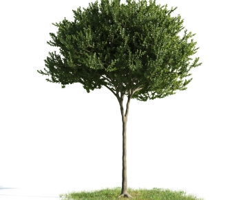 Modern Tree-ID:222295885