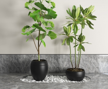 Modern Potted Green Plant-ID:437524262
