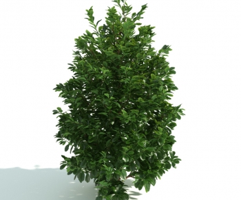 Modern Shrubbery-ID:606078971