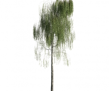 Modern Tree-ID:645437245