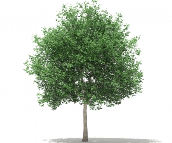 Modern Tree-ID:812186945