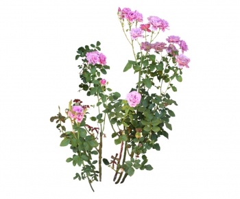 现代植物花卉-ID:342710576