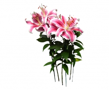 现代植物花卉-ID:408355321