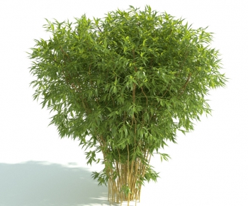 Modern Bamboo-ID:555016293