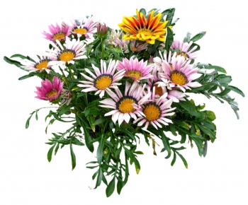 现代植物花卉-ID:775035675