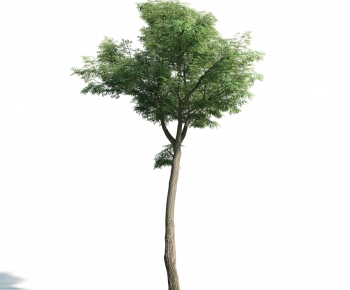 Modern Tree-ID:843650727