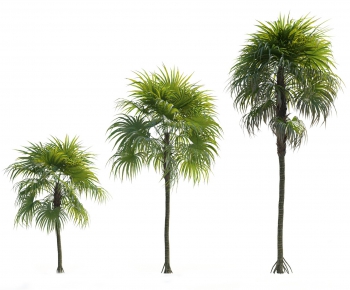 现代热带棕榈树-ID:322320535