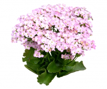 现代植物花卉-ID:511508936