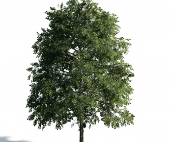 Modern Tree-ID:709499529