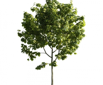 Modern Tree-ID:276765576