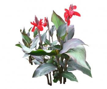 现代植物花卉-ID:812915919
