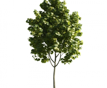 Modern Tree-ID:341777245