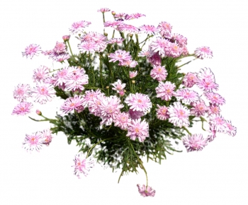 现代植物花卉-ID:941283568
