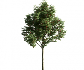 Modern Tree-ID:470668719